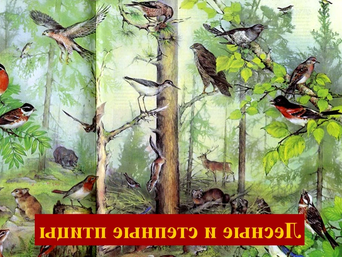 Лесной биоценоз Тайга