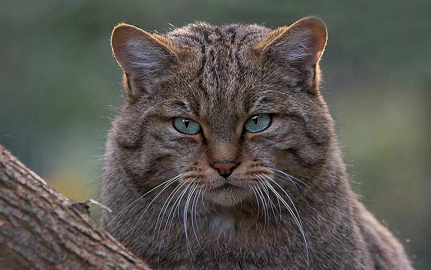 Лесной камышовый кот
