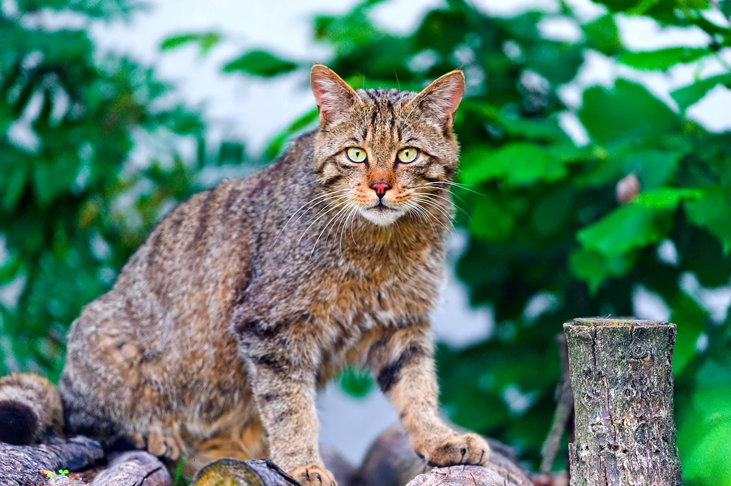 Лесной камышовый кот