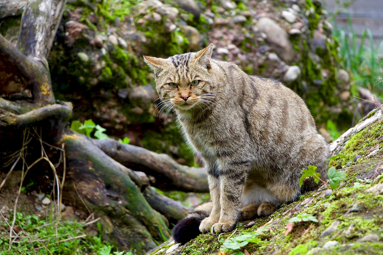 Лесной кот Абхазии