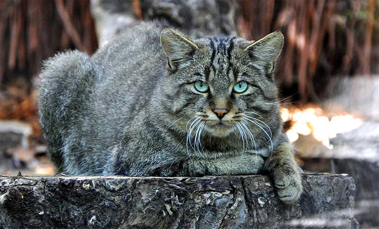 Лесной кот Felis Silvestris