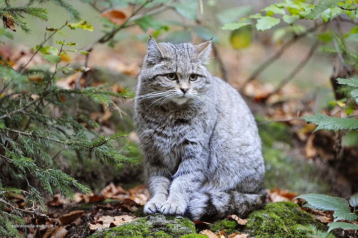Лесной кот Германия