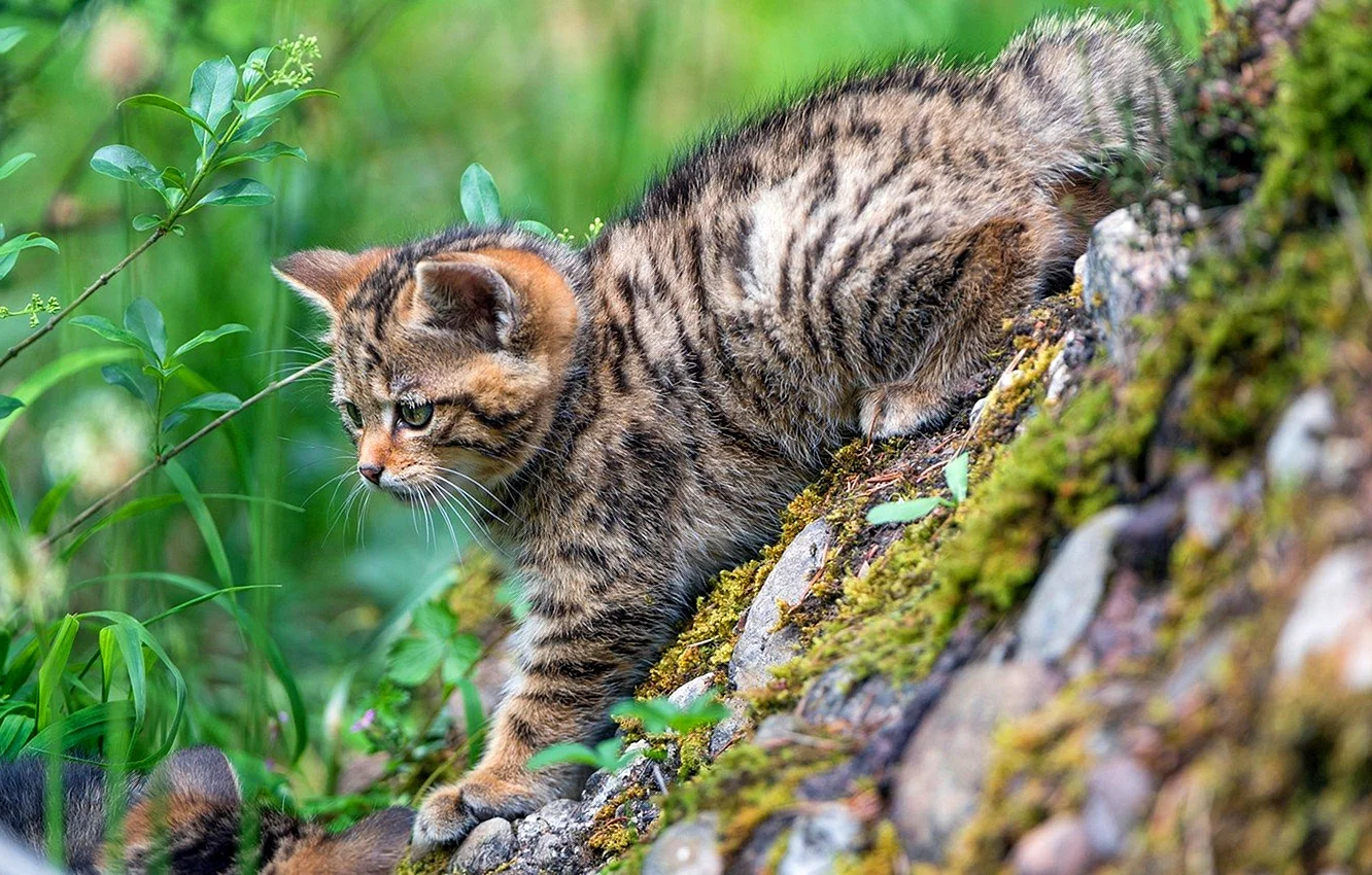 Лесной кот котята