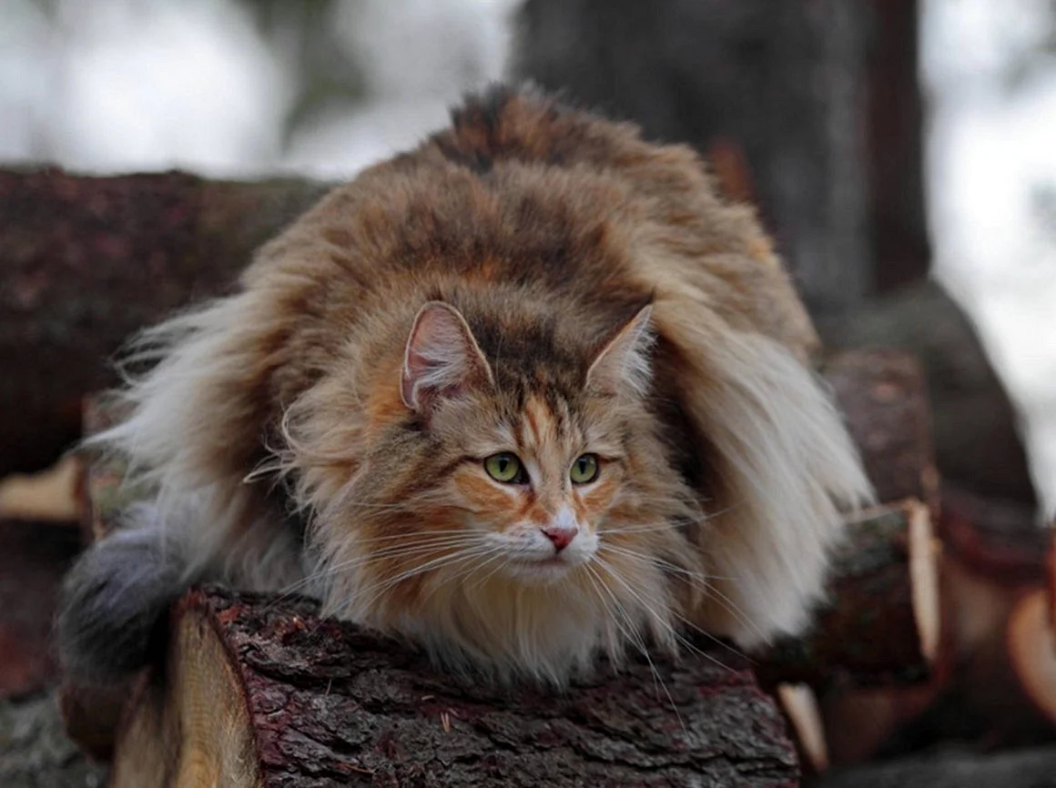 Лесной Норвег кот