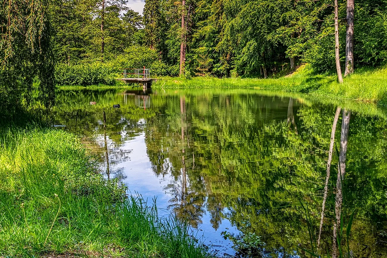Лесной ручей пруд заводь парк