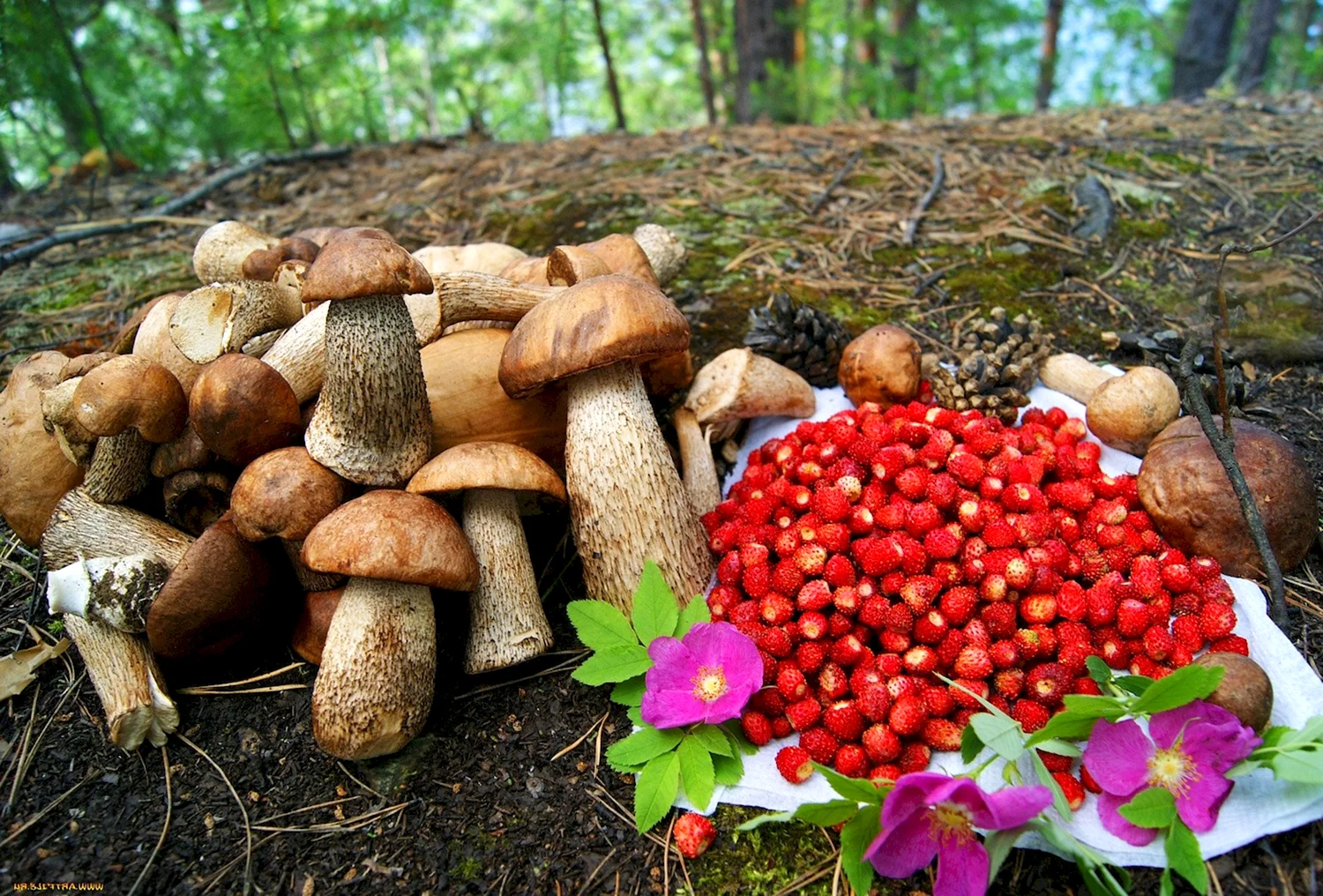 Лесные ягоды и грибы