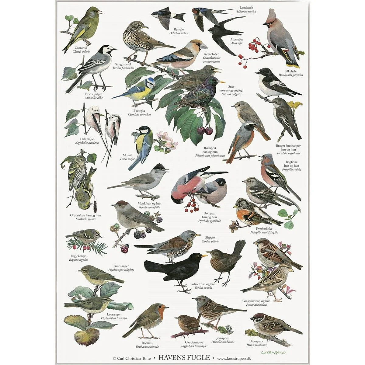 Лесные птицы плакат
