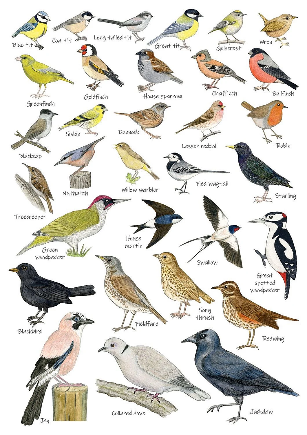 Лесные птицы плакат