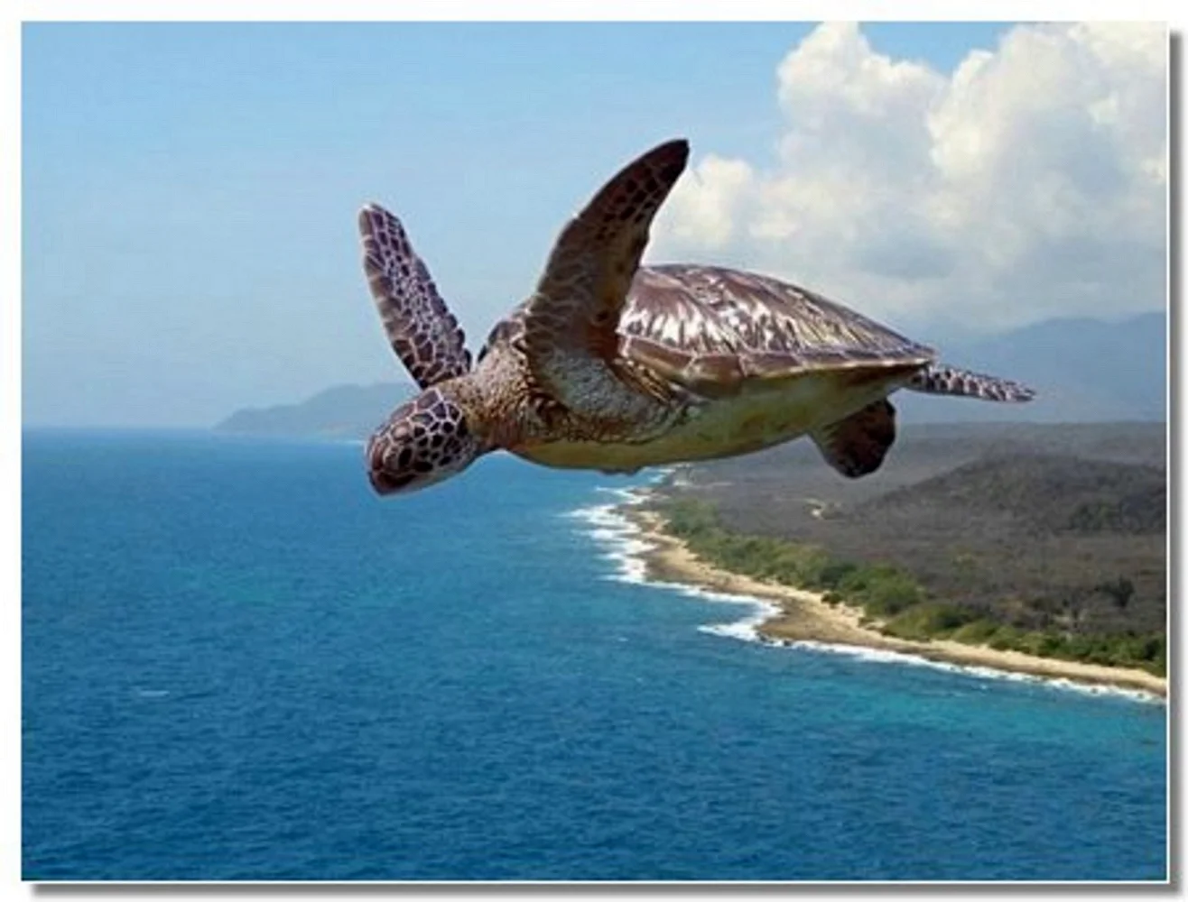Летающая черепаха