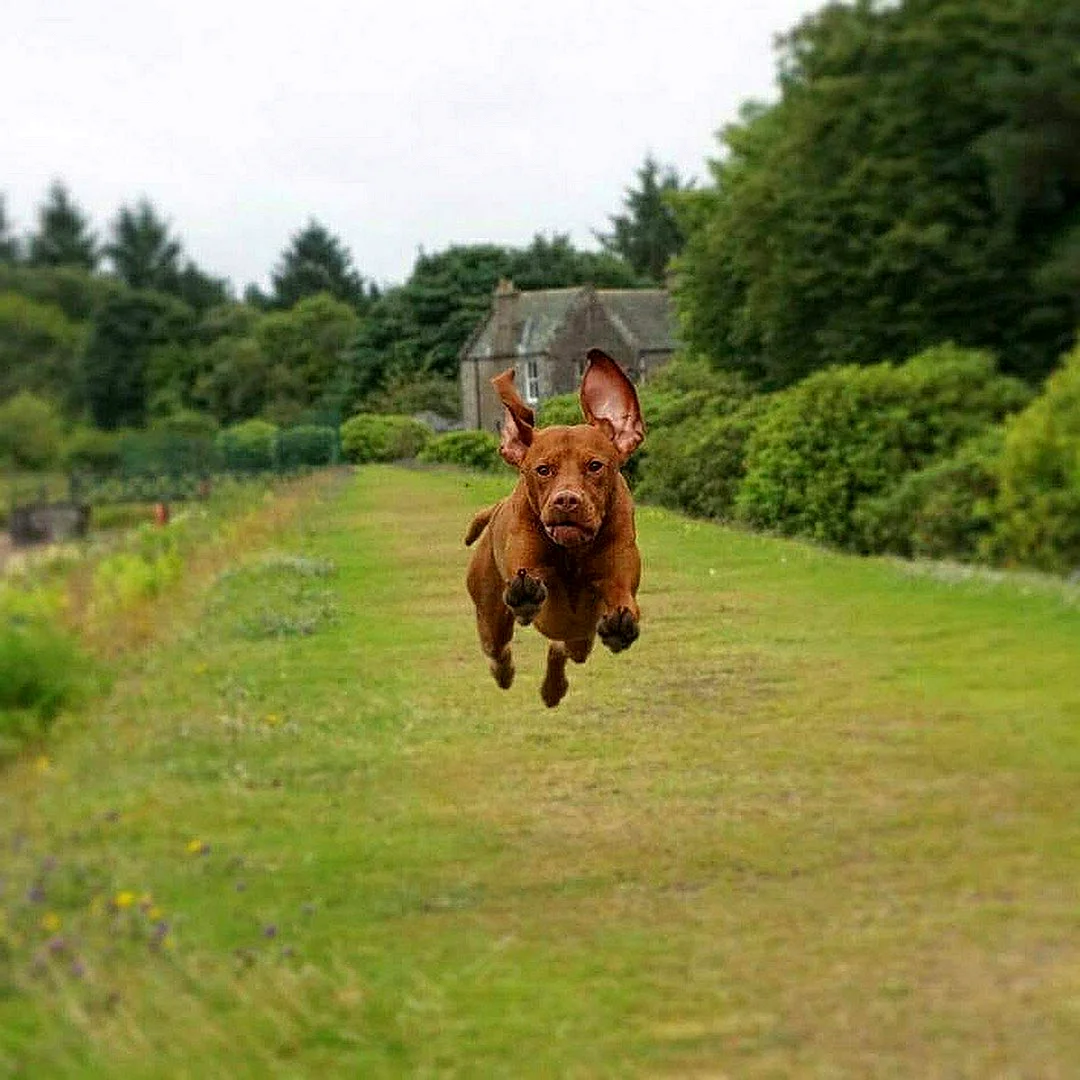 Летающая собака порода