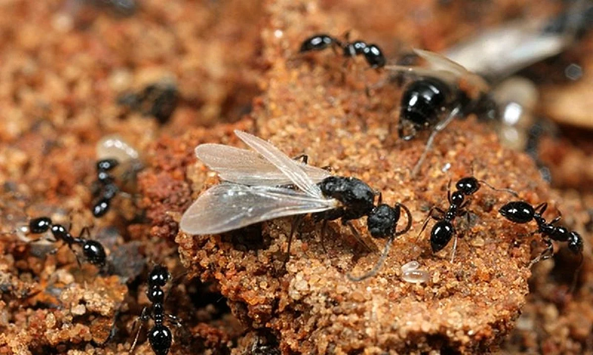 Летающие муравьи Муравейник