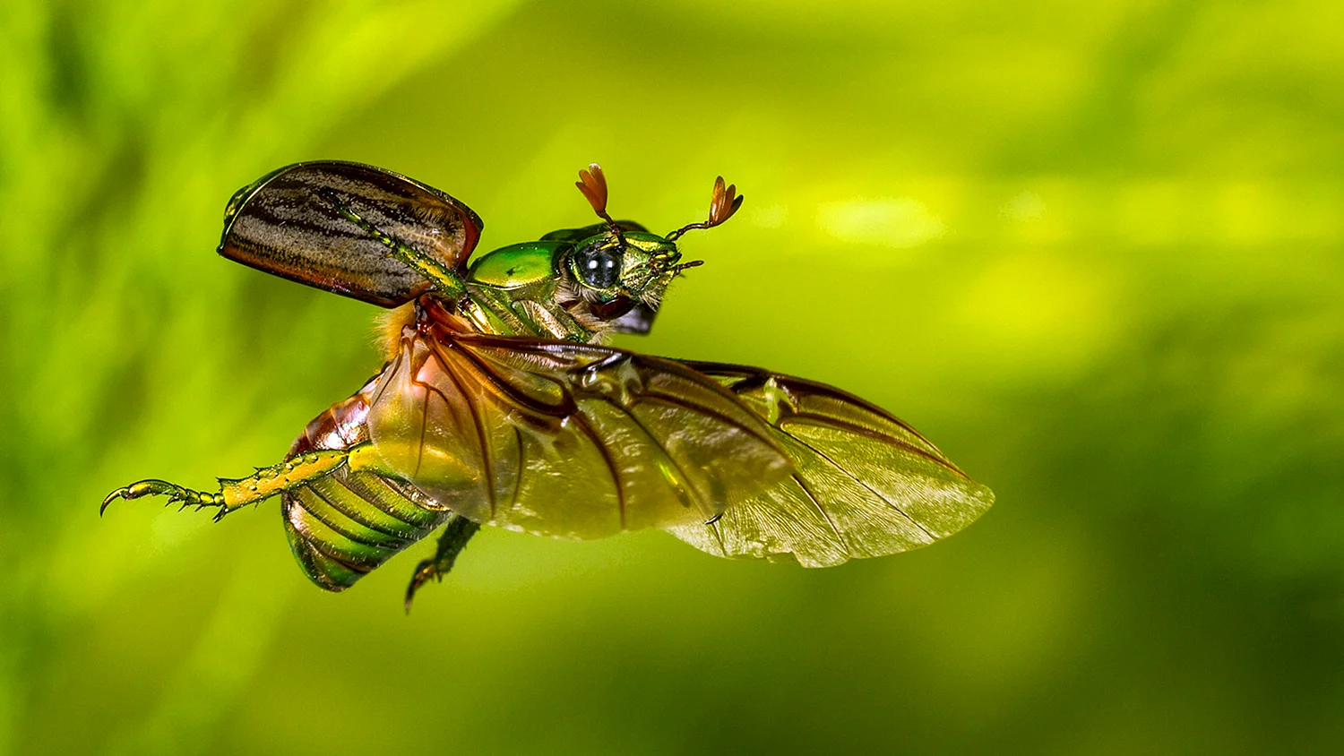 Летающие жуки красивые