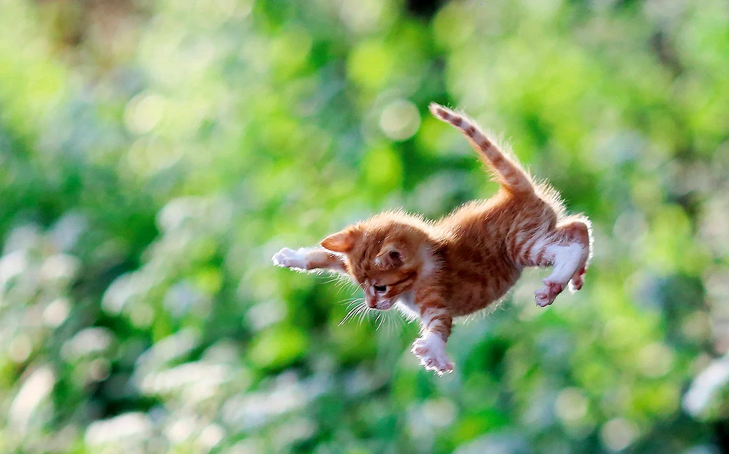 Летающий кот