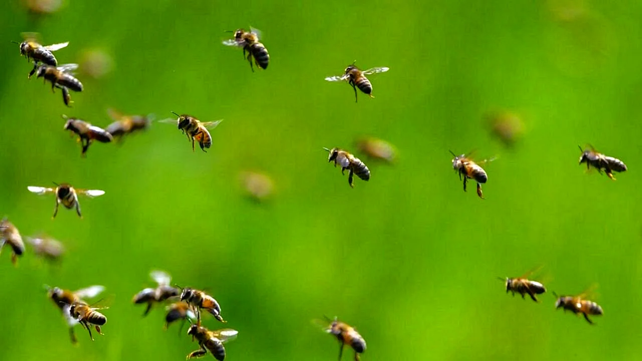 Летающий пчелиный Рой