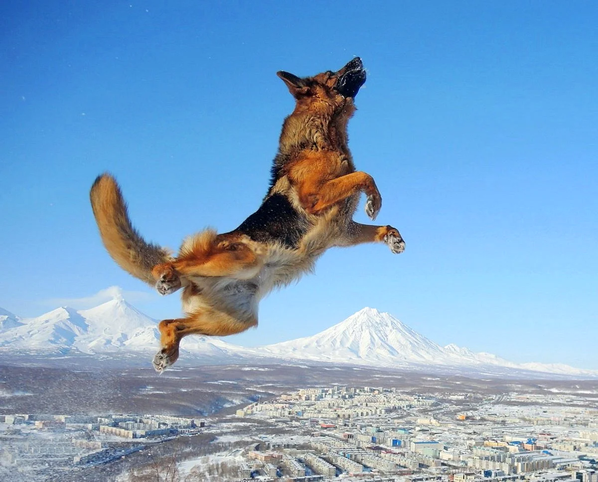 Летающий пес