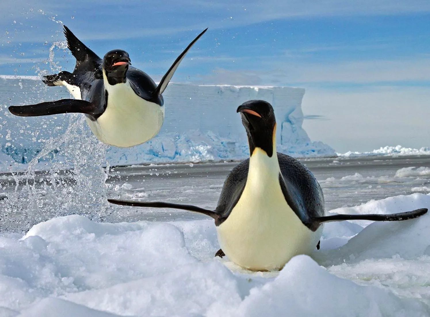 Летающий Пингвин