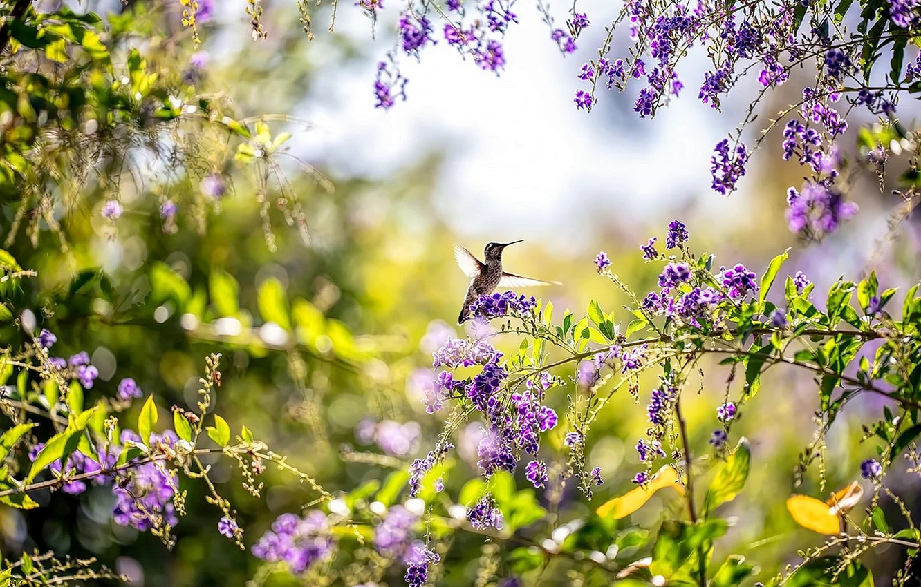 Лето птицы цветы