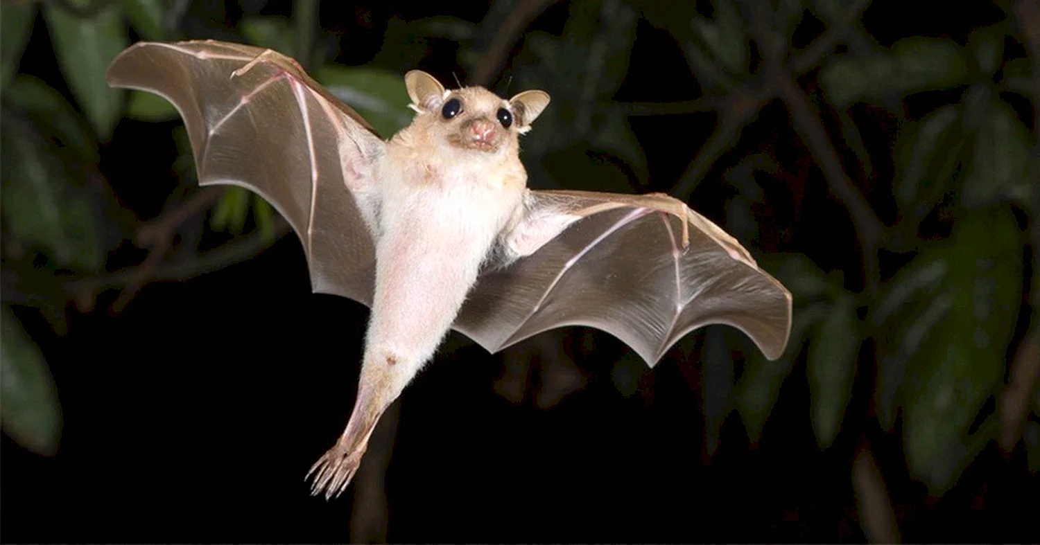 Летучая мышь вампир альбинос