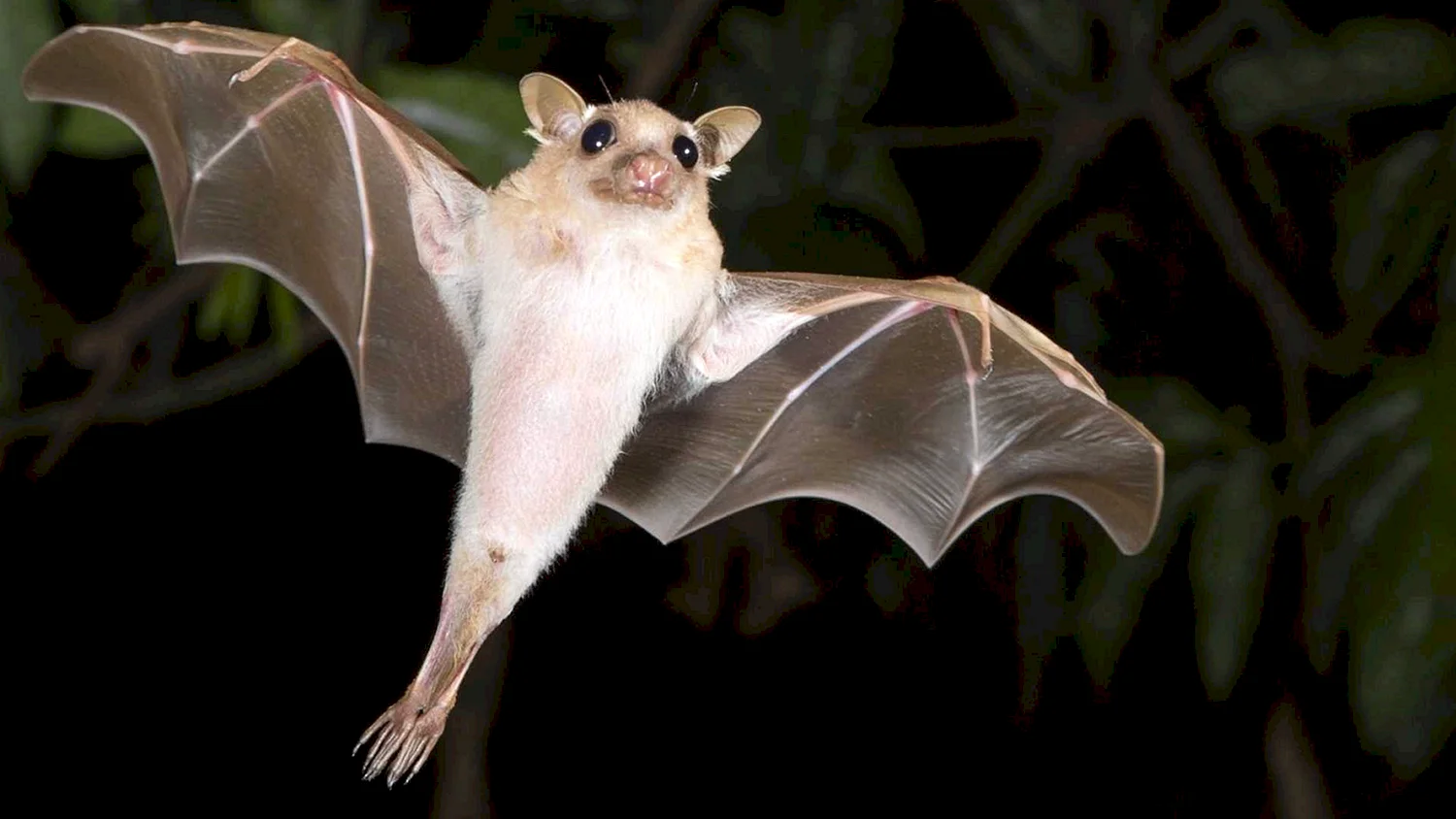 Летучая мышь вампир альбинос