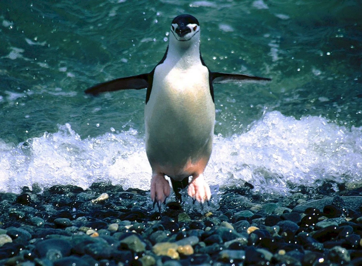 Летучий Пингвин