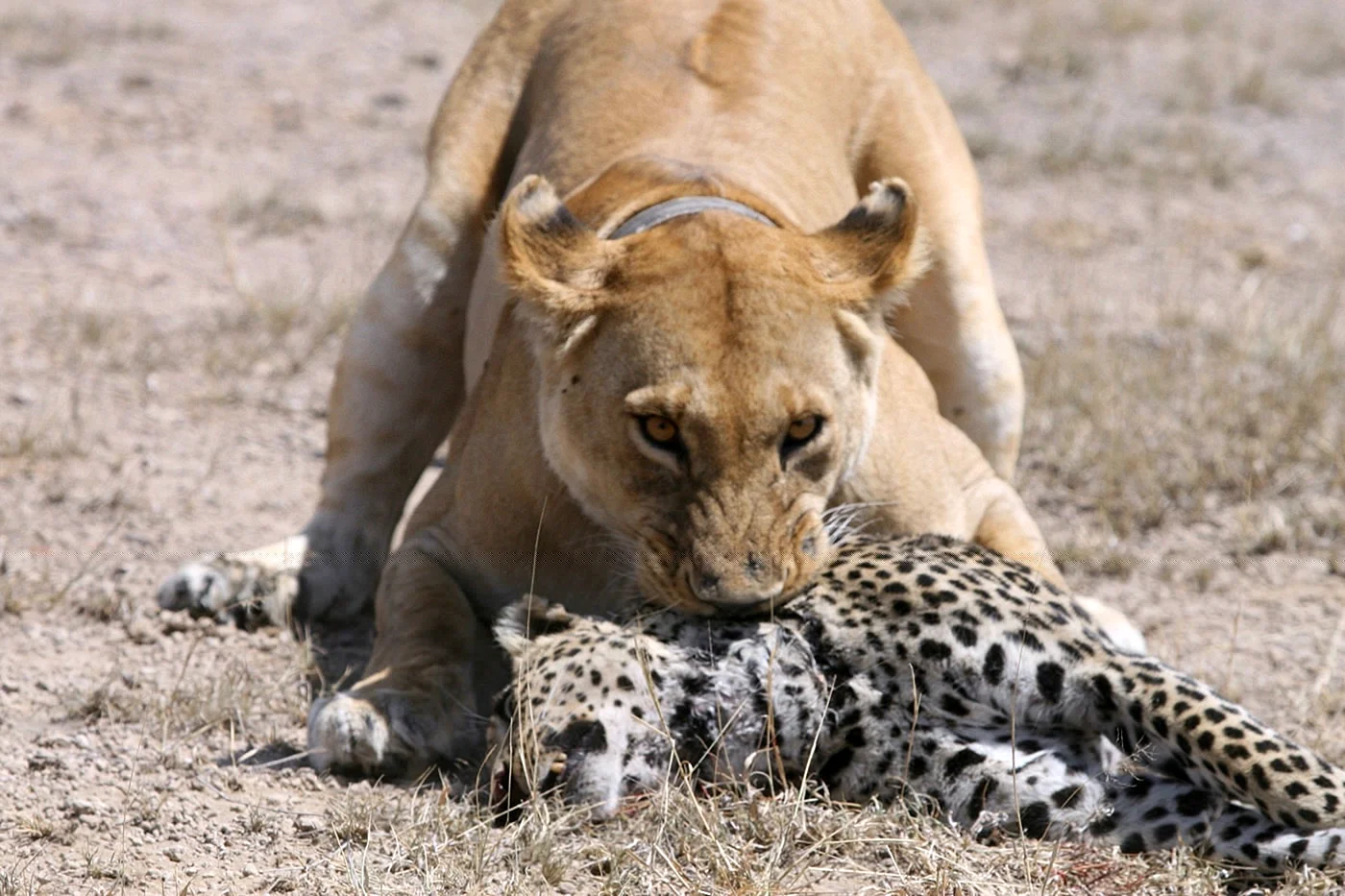 Лев гепард леопард