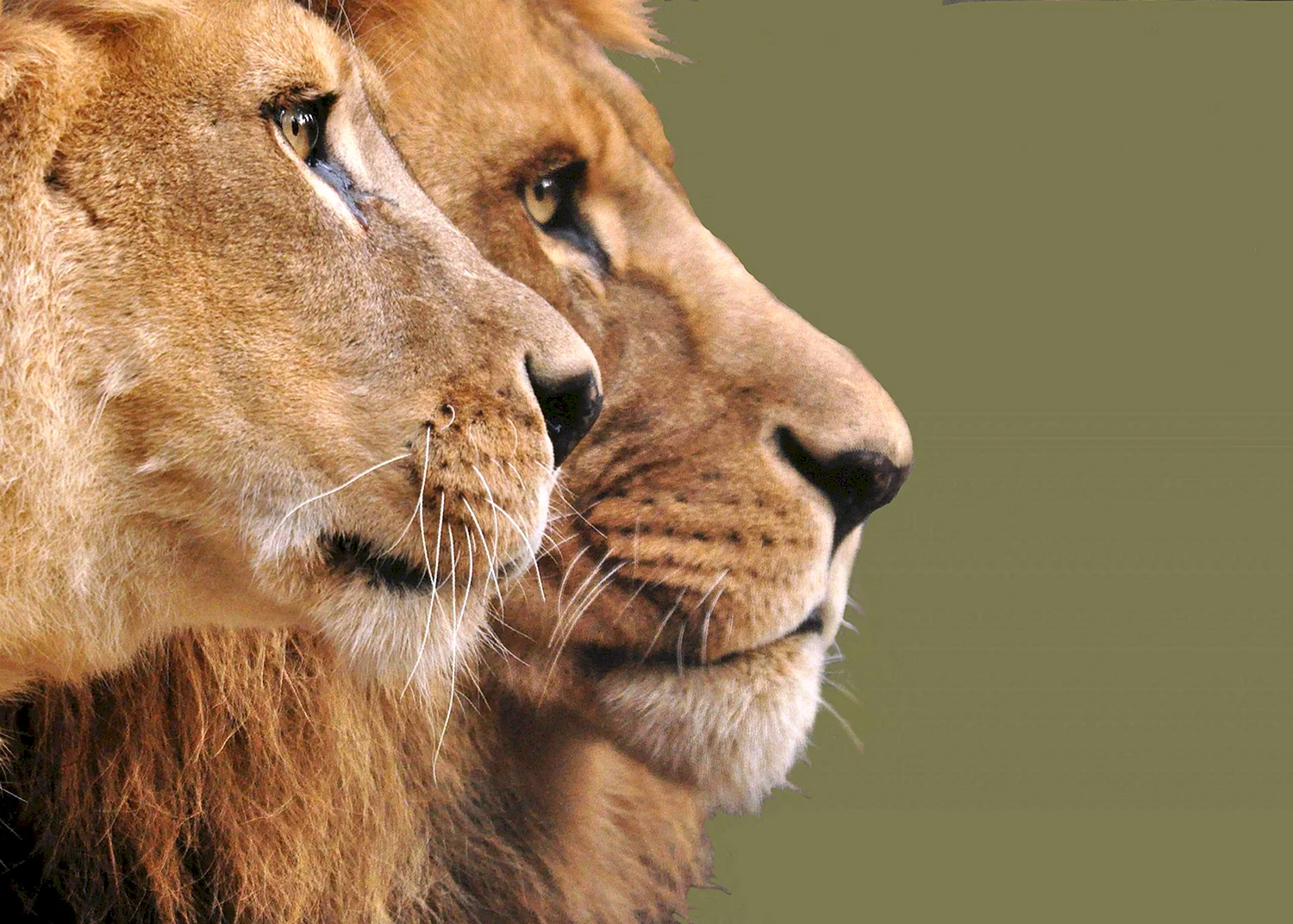Лев и львица отношения