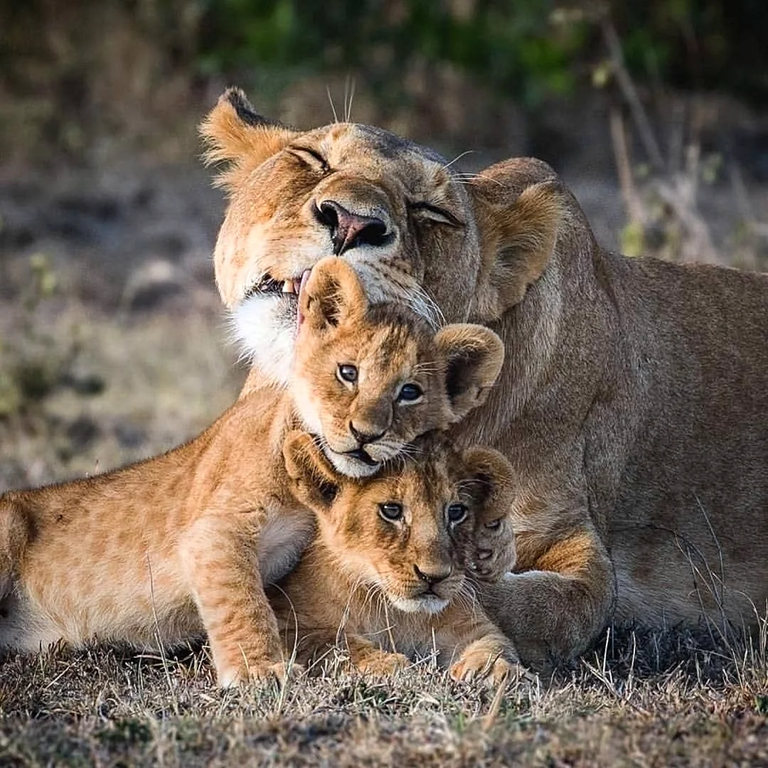 Лев и львица с 3 детьми