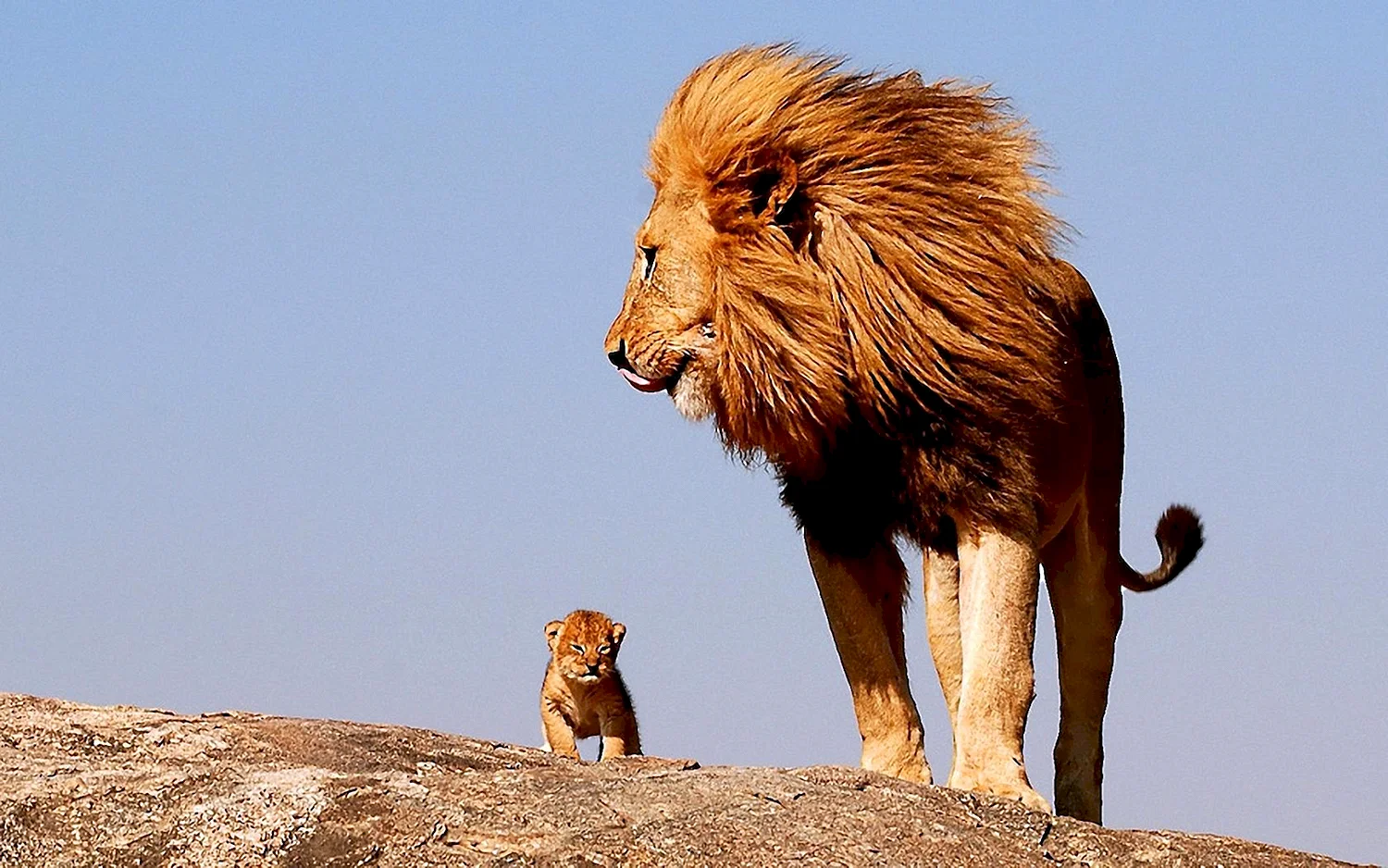 Лев и маленький Львенок