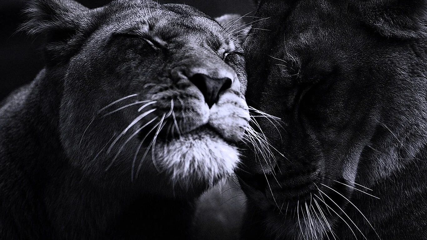 Лев и пантера любовь