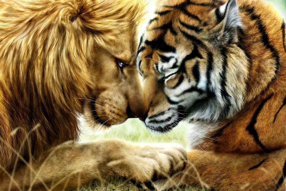 Лев и тигр