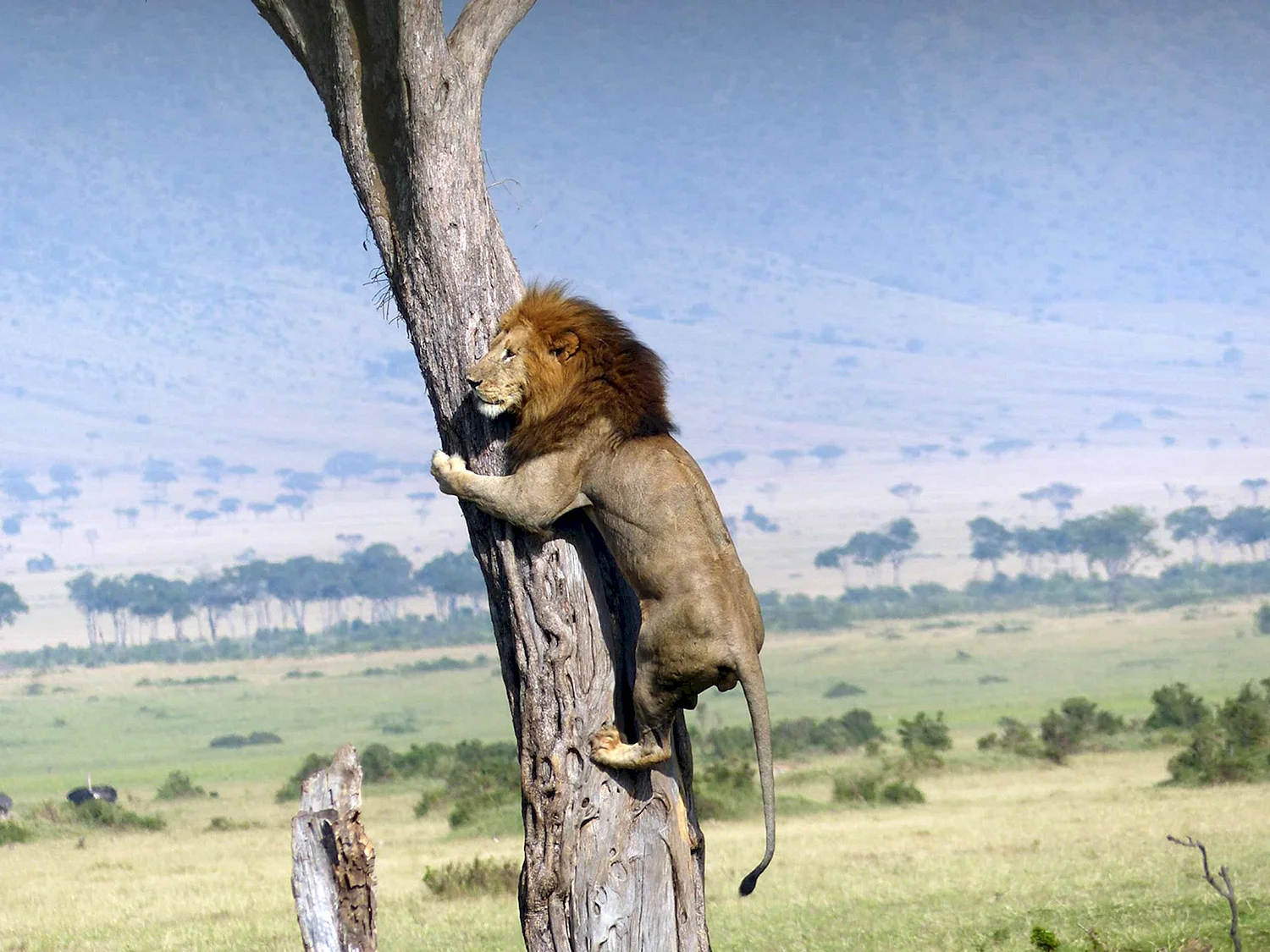 Лев лезет на дерево