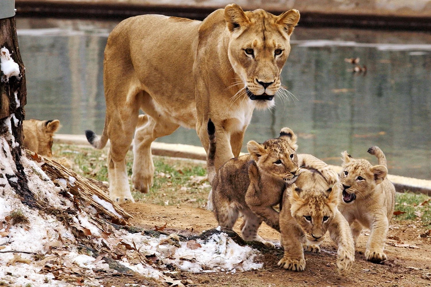 Лев львица и 4 львенка