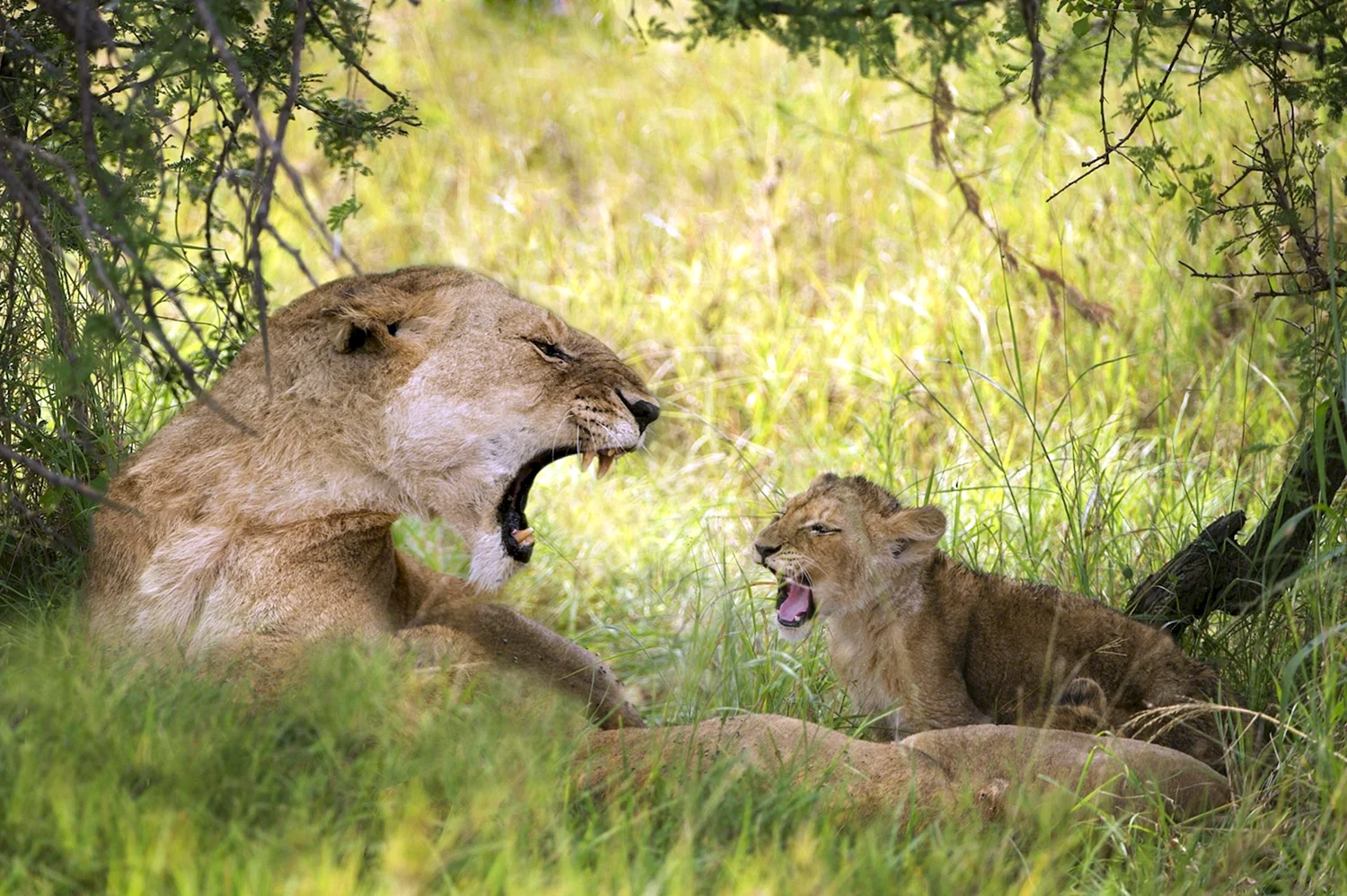 Лев львица и два львенка в дикой природе