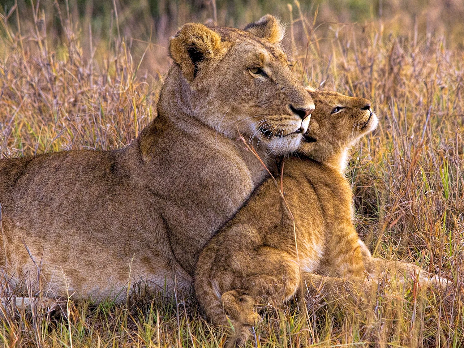 Лев львица и Львенок Африка