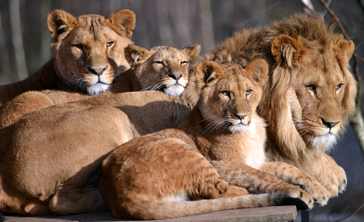 фото 2 львов