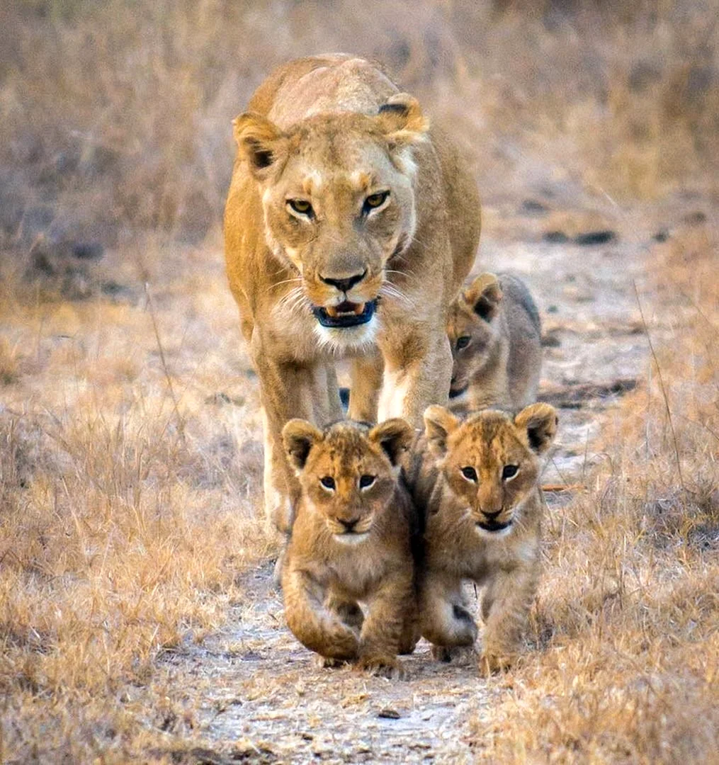 Лев львица и три львенуп