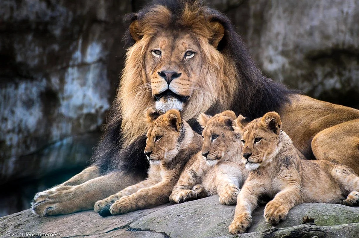 Лев львица три львенка семья