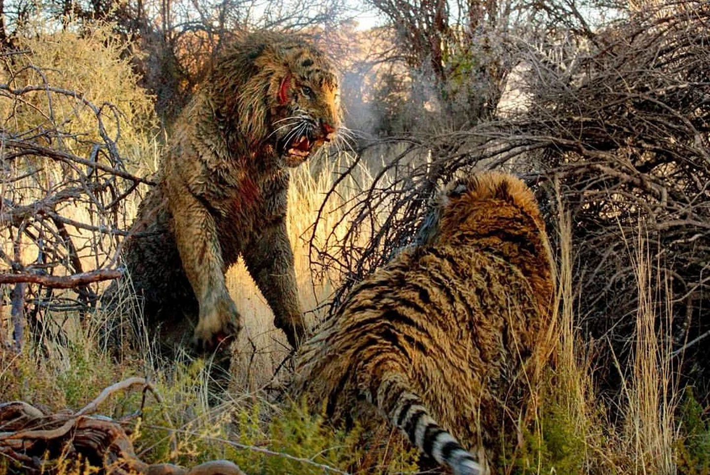 Лев против тигра