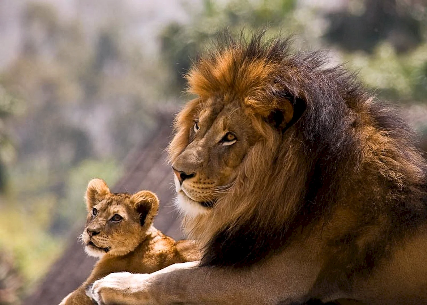 Лев с сыном