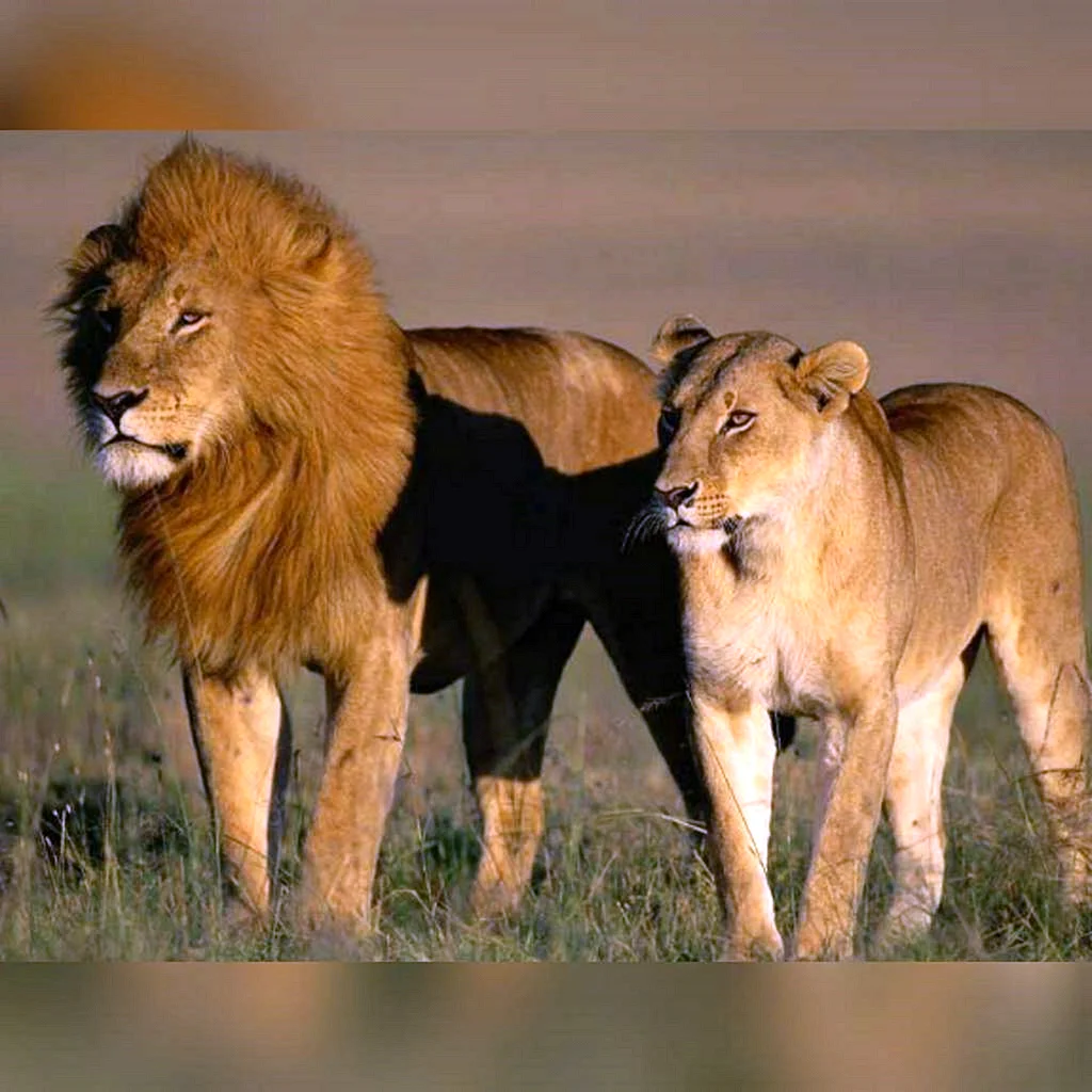 Лев самец и самка