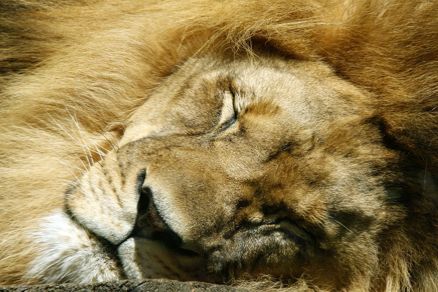 Лев спящий