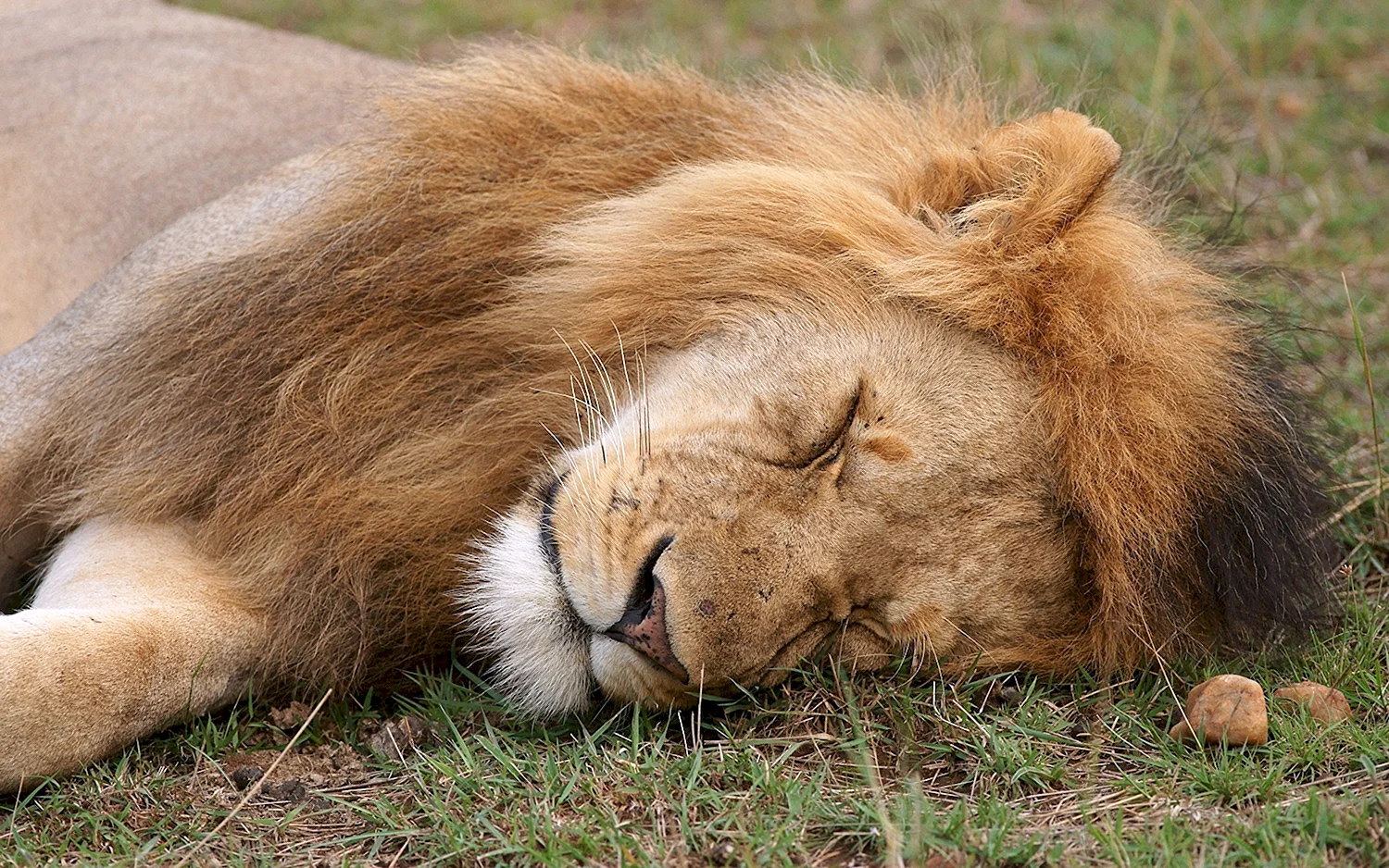 Лев спящий