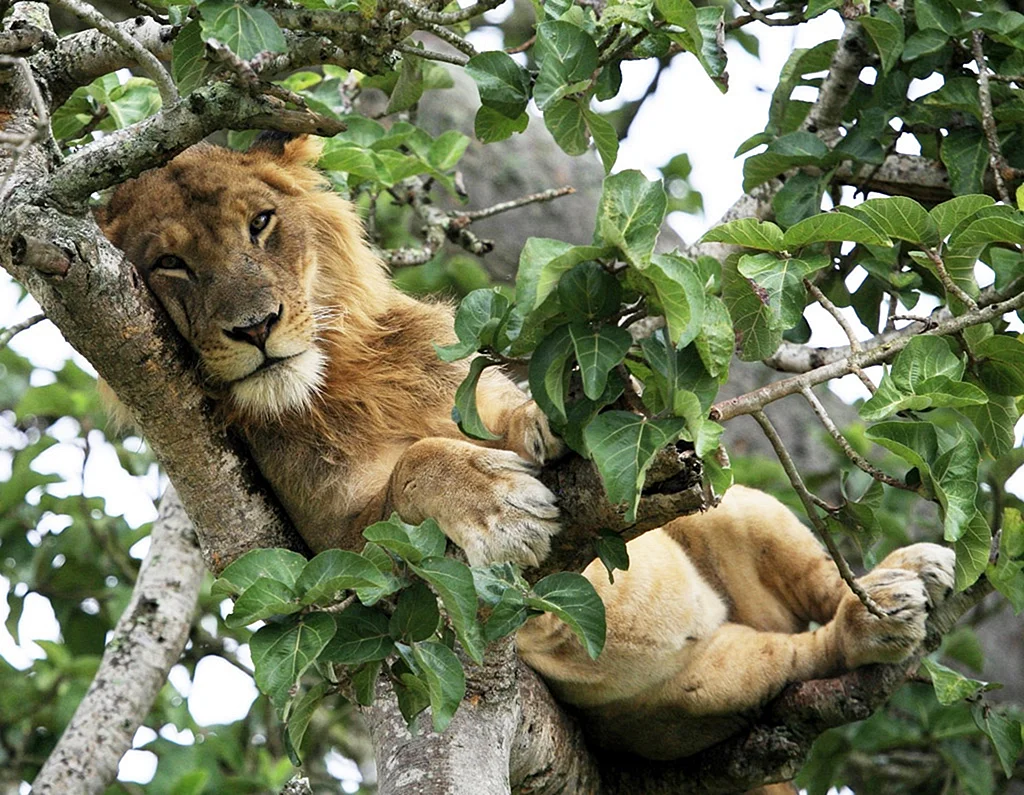 Лев спит на дереве
