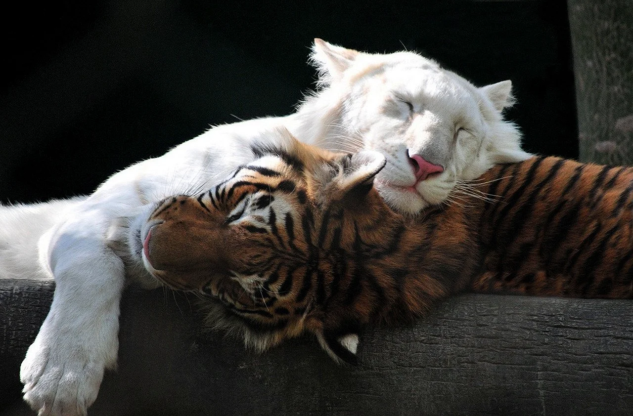 Лев тигрица Тигрёнок