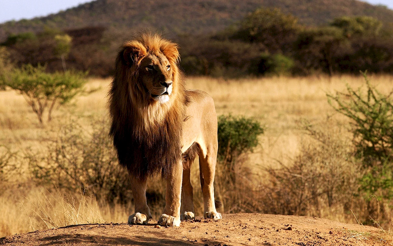 Лев в африканской саванне