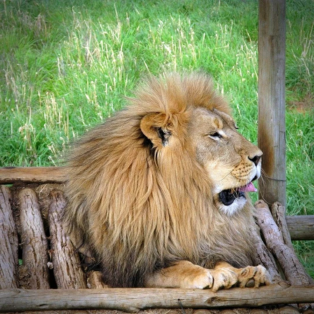 Лев животное