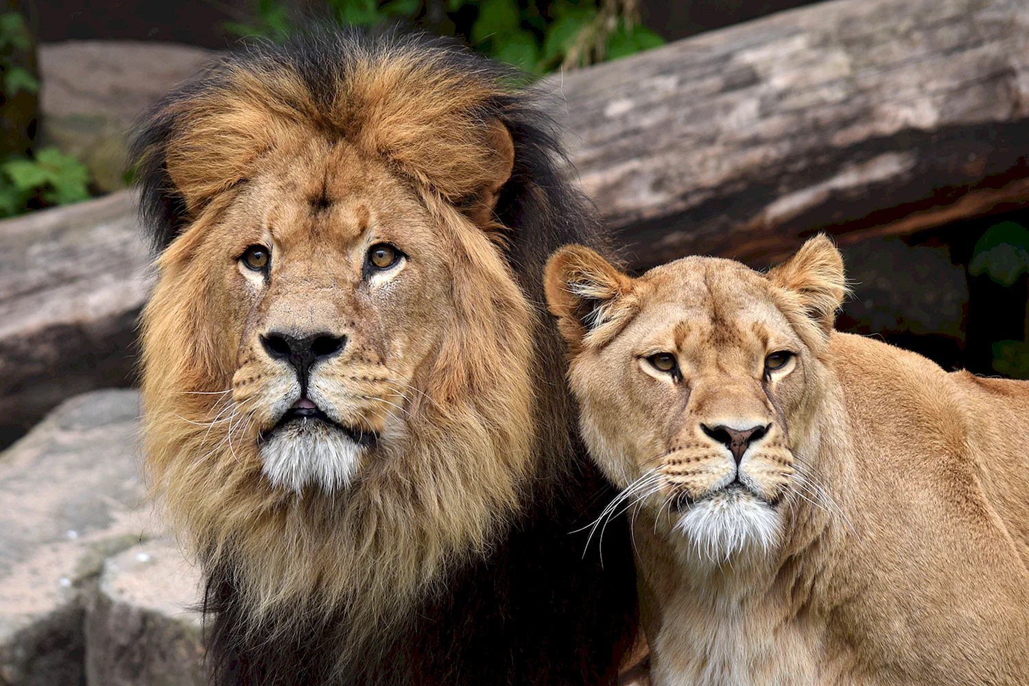 Красивые фото льва и львицы
