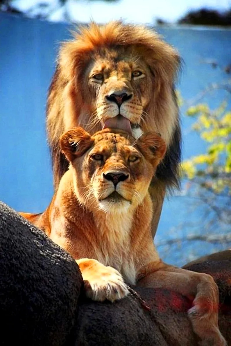 Леви львица