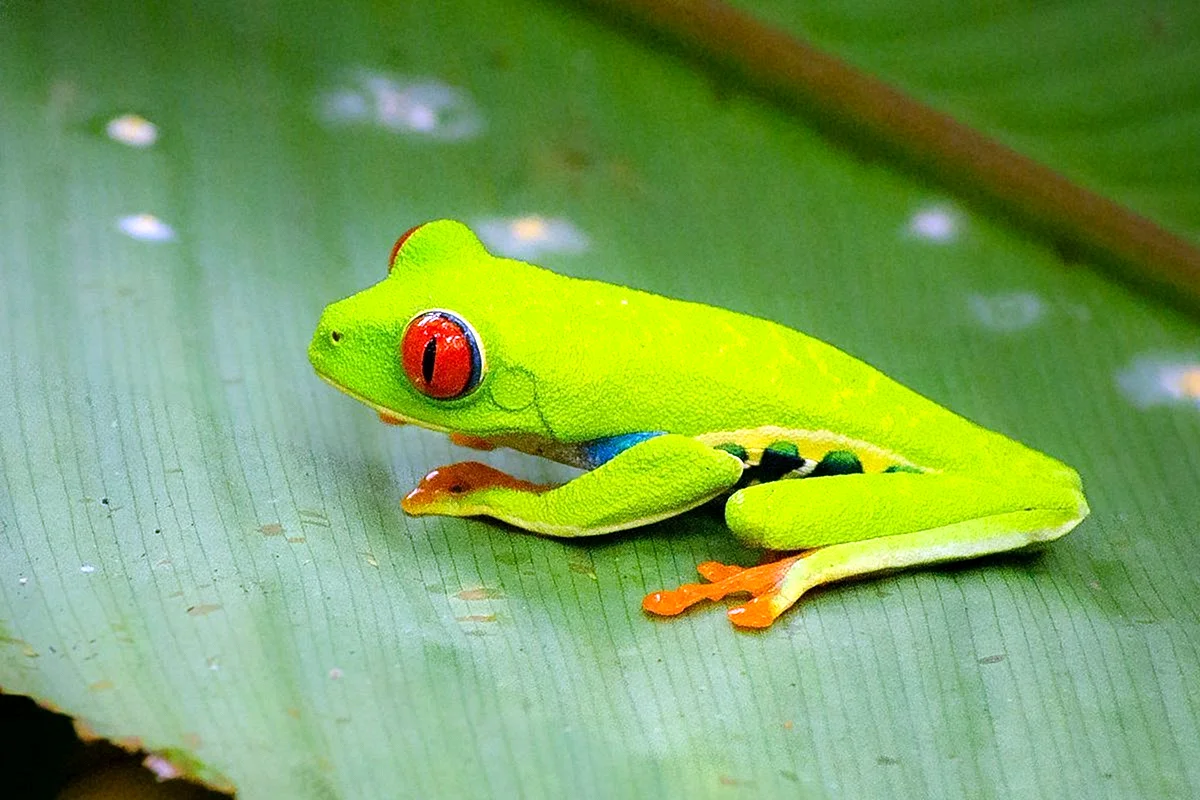 Лягушка Арлекин Коста Рика
