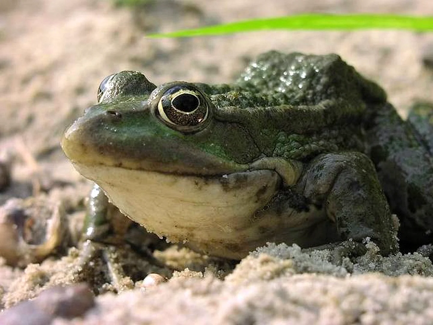 Лягушка гребенчатый жаба